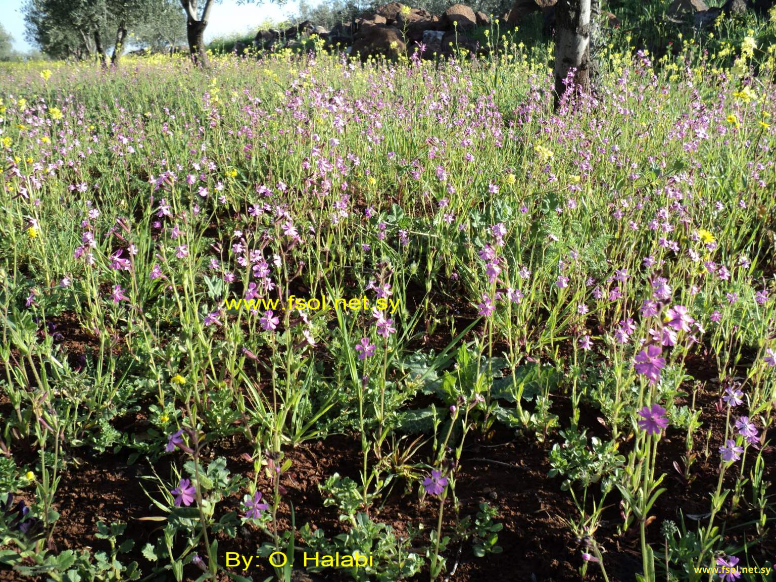 Silene damascena Boiss. et Gaill.